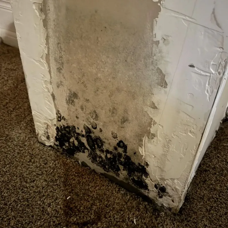 Professional Mold Removal in McCaysville, GA